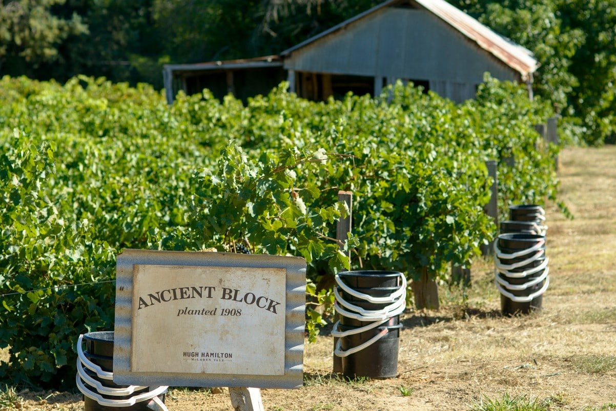 In front of luscious green vines, stands a sign stating 'Ancient Block, planted 1909, Hugh Hamilton', a blurred building visible in the background. 