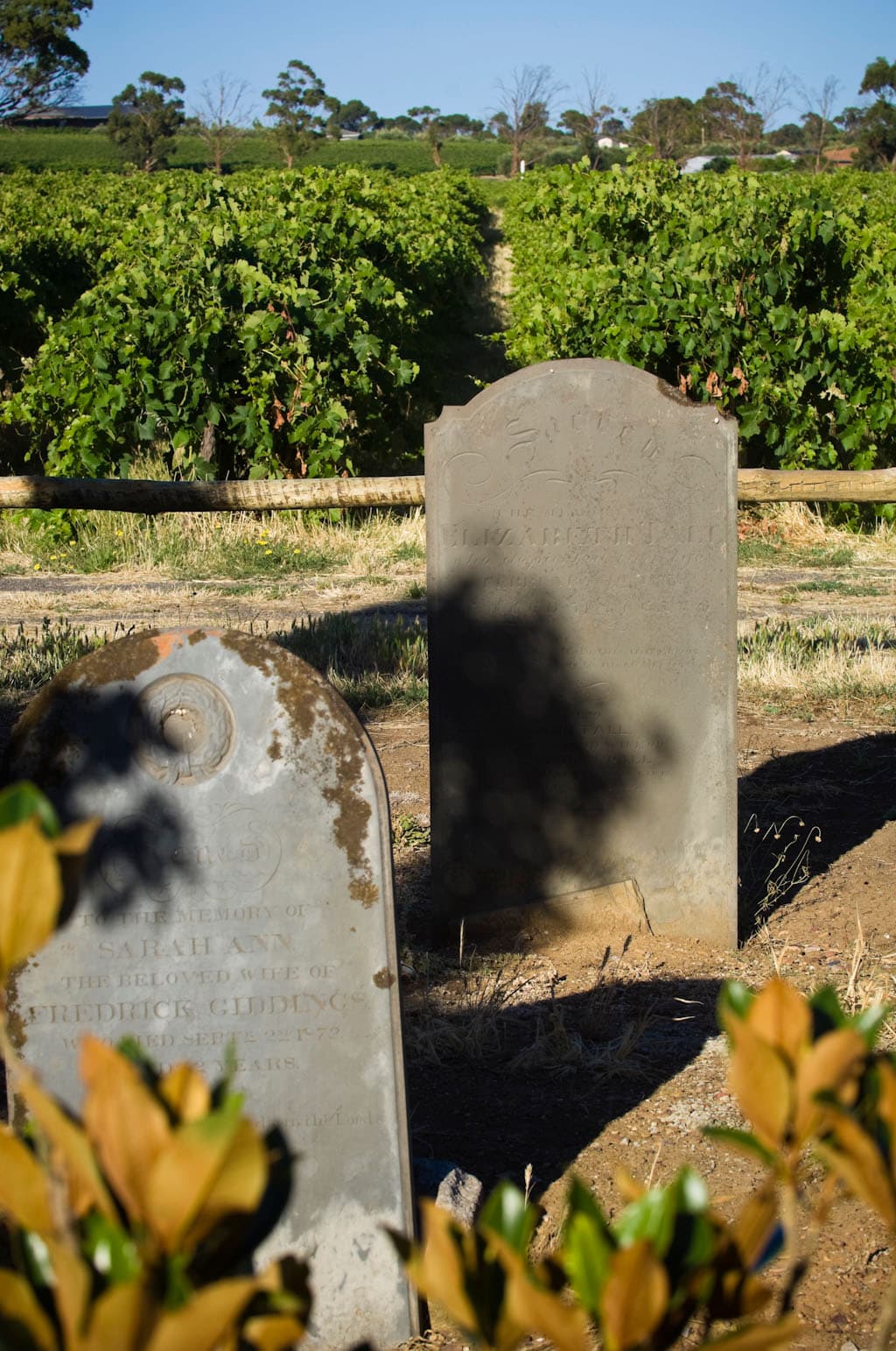 In front of luscious rows of green vines in the background, stands two gravestones, blurred leaves taking up the foreground.  