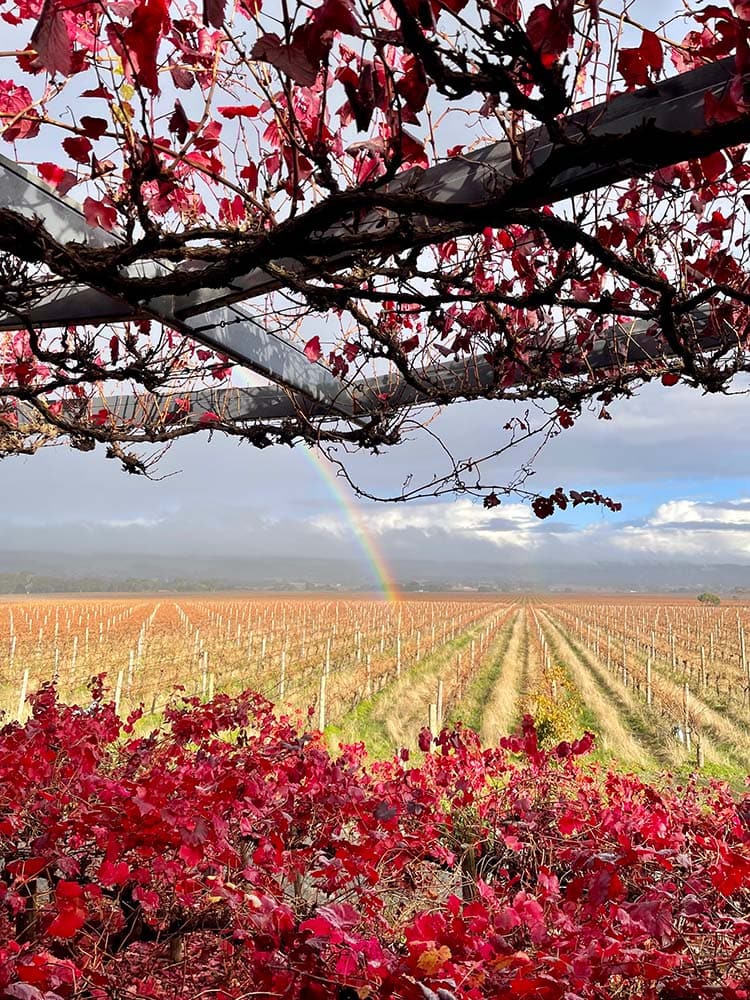 A scenic view of autumnal vines and a rainbow in the background, red leaves in the forefront, in both the top and bottom thirds of the image. 
