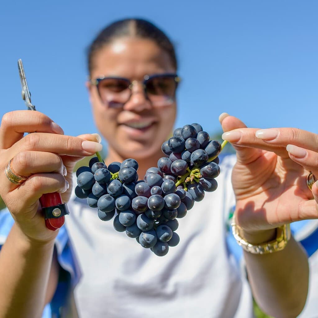 Woman holding grape at one of the Hugh Hamilton winery events