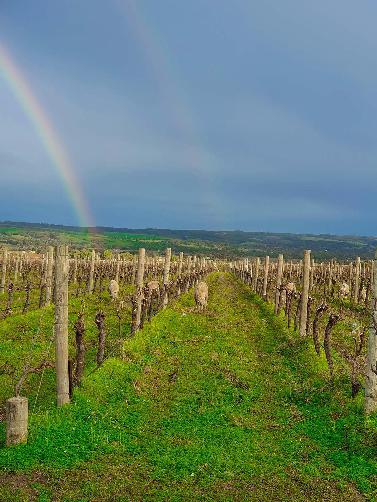 Rainbow over the Hugh Hamilton Vineyards